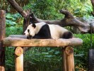 成都九寨溝黃龍四姑娘山熊貓樂(lè)園或都江堰峨眉山全景樂(lè)山大佛2+1頭等艙100%真純玩四川王炸8日游